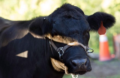 face of cow